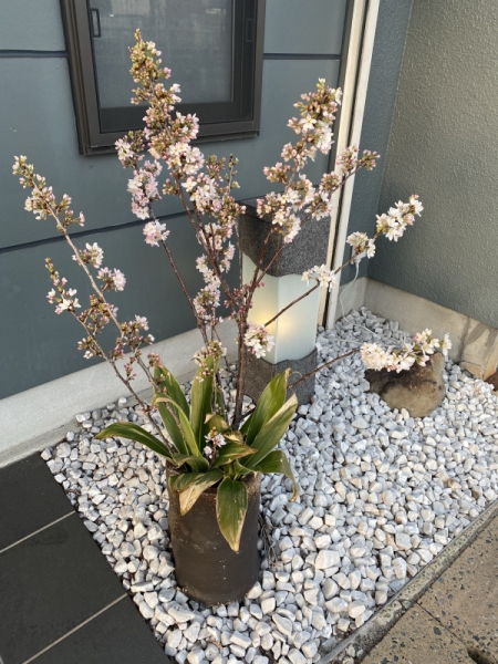 桜