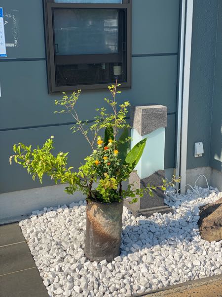 べに花